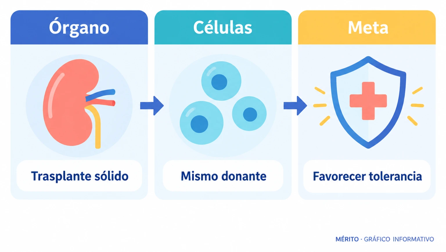 Esquema del procedimiento: un órgano sólido y células hematopoyéticas del mismo donante se trasplantan al receptor con el objetivo de favorecer la tolerancia.